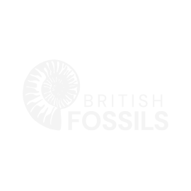 British Fossils